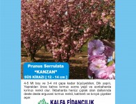 05-12X17Sirabasi3